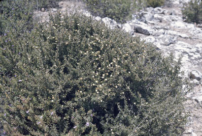 APII jpeg image of Scaevola bursariifolia  © contact APII