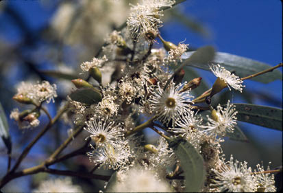 APII jpeg image of Eucalyptus cylindrocarpa  © contact APII