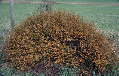 APII jpeg image of Daviesia hakeoides subsp. subnuda  © contact APII