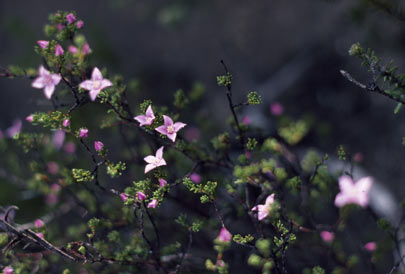 APII jpeg image of Boronia inornata subsp. inornata  © contact APII