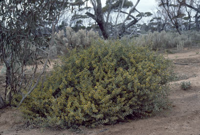 APII jpeg image of Acacia merrallii  © contact APII