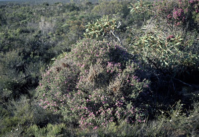 APII jpeg image of Phymatocarpus maxwellii  © contact APII