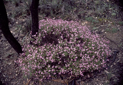 APII jpeg image of Boronia scabra subsp. scabra  © contact APII