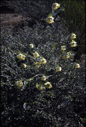APII jpeg image of Pimelea suaveolens subsp. flava  © contact APII