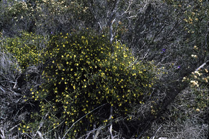 APII jpeg image of Hibbertia spicata  © contact APII