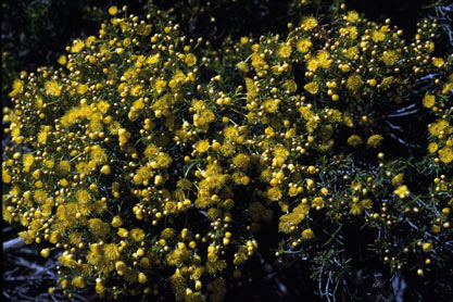 APII jpeg image of Verticordia chrysanthella  © contact APII