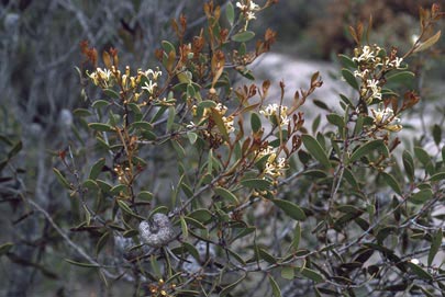 APII jpeg image of Hakea pandanicarpa subsp. crassifolia  © contact APII