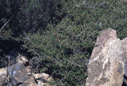 APII jpeg image of Dodonaea boroniifolia  © contact APII