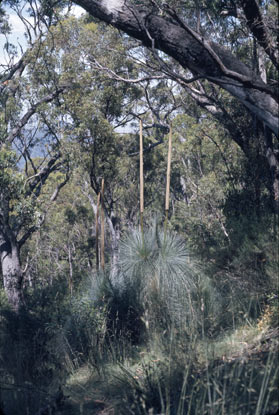 APII jpeg image of Xanthorrhoea australis  © contact APII