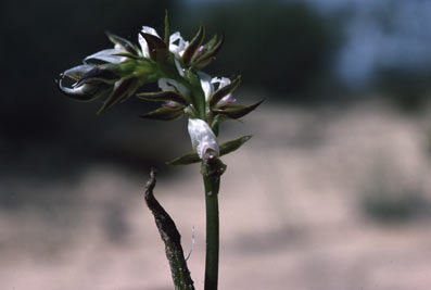 APII jpeg image of Prasophyllum sargentii  © contact APII