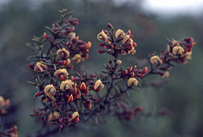 APII jpeg image of Daviesia articulata  © contact APII