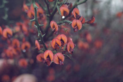 APII jpeg image of Daviesia incrassata  © contact APII