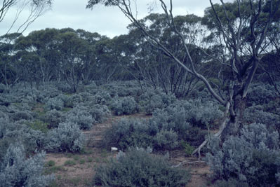 APII jpeg image of Eucalyptus oleosa,<br/>Cratystylis conocephala,<br/>Eucalyptus brachycalyx,<br/>Zygophyllum billardieri var. stenophyllum  © contact APII