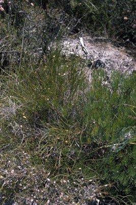 APII jpeg image of Daviesia pauciflora  © contact APII