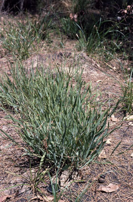 APII jpeg image of Daviesia elongata subsp. elongata  © contact APII