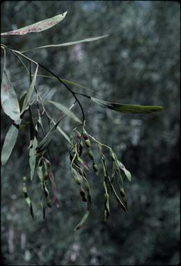 APII jpeg image of Acacia retinodes var. retinodes  © contact APII