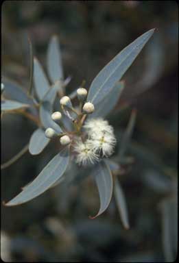APII jpeg image of Eucalyptus eudesmioides  © contact APII