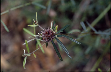 APII jpeg image of Pultenaea rosmarinifolia  © contact APII