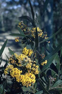 APII jpeg image of Darwinia corymbosa  © contact APII