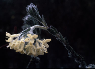 APII jpeg image of Pimelea octophylla  © contact APII