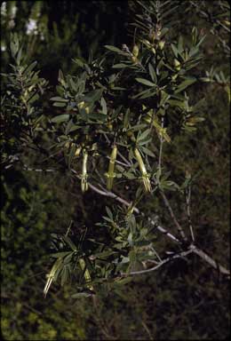 APII jpeg image of Styphelia viridis  © contact APII