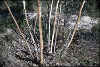 APII jpeg image of Eucalyptus luculenta  © contact APII
