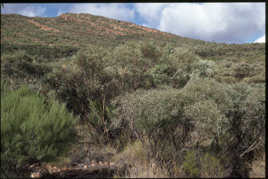 APII jpeg image of Eucalyptus sp. Flinders Ranges  © contact APII