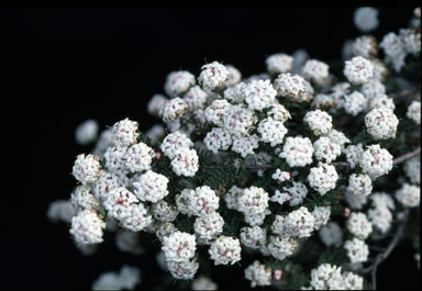 APII jpeg image of Pimelea brachyphylla  © contact APII