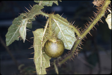 APII jpeg image of Solanum campanulatum  © contact APII