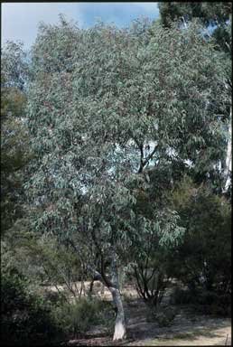 APII jpeg image of Eucalyptus saxatilis  © contact APII