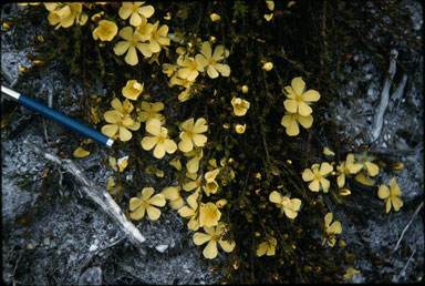 APII jpeg image of Hibbertia procumbens  © contact APII