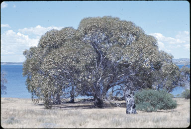 APII jpeg image of Eucalyptus pauciflora  © contact APII