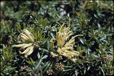APII jpeg image of Grevillea juniperina subsp. amphitricha  © contact APII