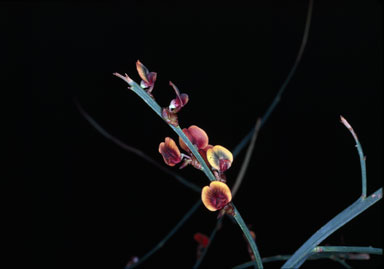 APII jpeg image of Daviesia pteroclada  © contact APII