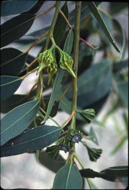 APII jpeg image of Eucalyptus lesouefii  © contact APII