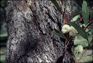 APII jpeg image of Eucalyptus microcarpa  © contact APII