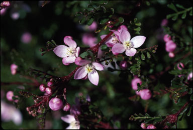 APII jpeg image of Boronia microphylla  © contact APII