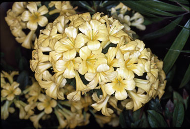 APII jpeg image of Rhododendron aurigeranum  © contact APII