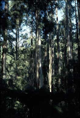 APII jpeg image of Eucalyptus regnans,<br/>Dicksonia antarctica,<br/>Cyathea australis,<br/>Cyathea cunninghamii  © contact APII