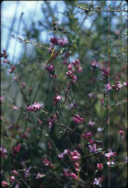APII jpeg image of Boronia nematophylla  © contact APII