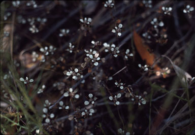 APII jpeg image of Stenanthemum leucophractum  © contact APII