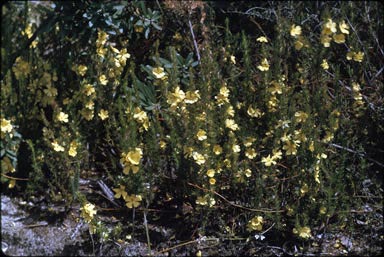 APII jpeg image of Hibbertia fasciculata  © contact APII