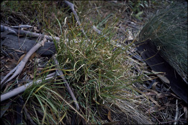 APII jpeg image of Carex tasmanica  © contact APII