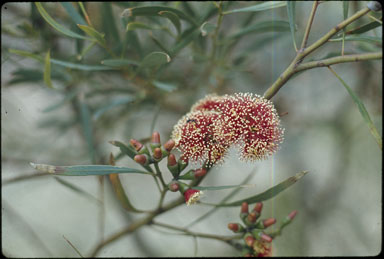 APII jpeg image of Eucalyptus proxima  © contact APII