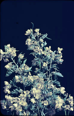 APII jpeg image of Cassia chatelainiana  © contact APII