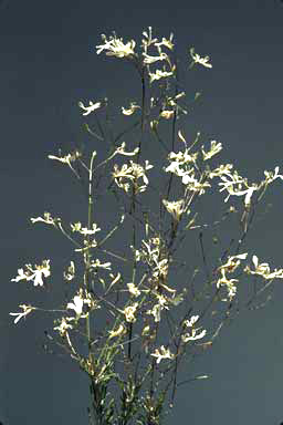 APII jpeg image of Goodenia pinifolia  © contact APII
