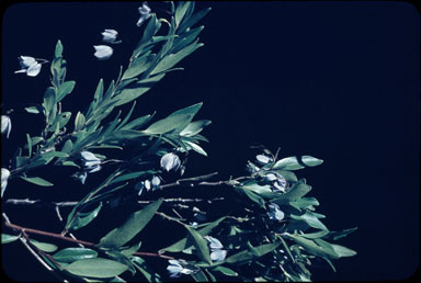 APII jpeg image of Billardiera heterophylla  © contact APII