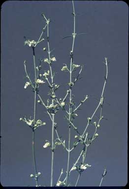 APII jpeg image of Spartothamnella teucriiflora  © contact APII