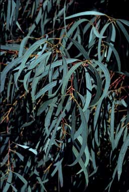 APII jpeg image of Eucalyptus nicholli  © contact APII
