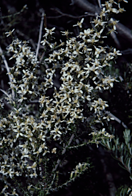 APII jpeg image of Olearia algida  © contact APII